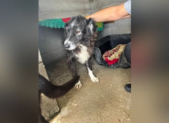 Panda - eine Seele von Hund - sucht eine Familie!