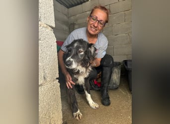 Panda - eine Seele von Hund - sucht eine Familie!