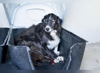 Panda - eine Seele von Hund - sucht eine Familie!