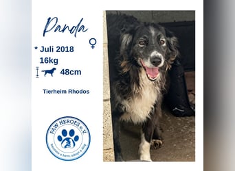 Panda - eine Seele von Hund - sucht eine Familie!