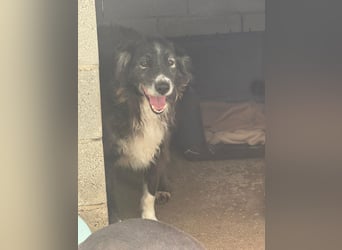 Panda - eine Seele von Hund - sucht eine Familie!
