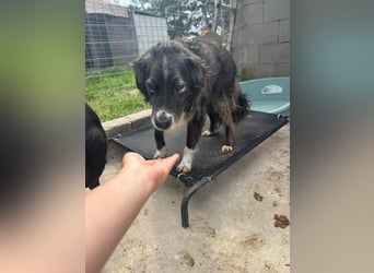 Panda - eine Seele von Hund - sucht eine Familie!