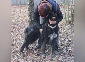 Kira, Border-Collie-Mischling, geb. 2016, aktiv, sportlich, braucht sinnvolle Auslastung