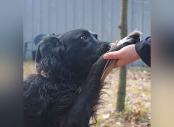 Kira, Border-Collie-Mischling, geb. 2016, aktiv, sportlich, braucht sinnvolle Auslastung