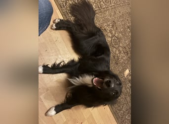 DANTE (VA) – junger Border Collie voller Energie sucht aktive Menschen
