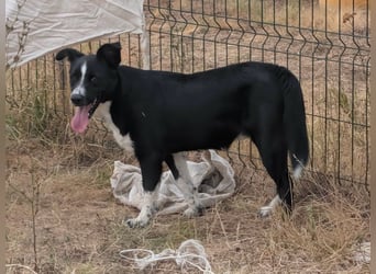 Noel, geboren 01.10.2025, 47cm sucht sein Abenteuer
