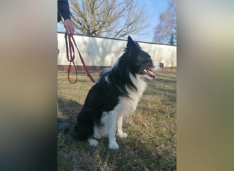 Enzo, geboren 20.11.2024, 50cm sucht aktive Menschen