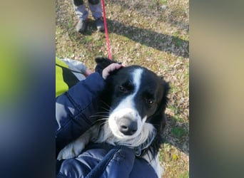 Enzo, geboren 20.11.2024, 50cm sucht aktive Menschen