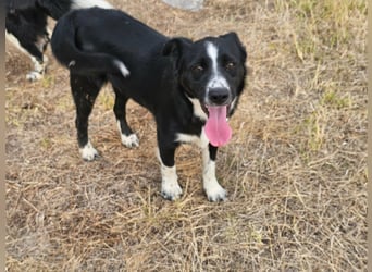 Noel, geboren 01.10.2025, 47cm sucht sein Abenteuer