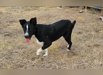 Noel, geboren 01.10.2025, 47cm sucht sein Abenteuer