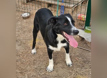 Noel, geboren 01.10.2025, 47cm sucht sein Abenteuer
