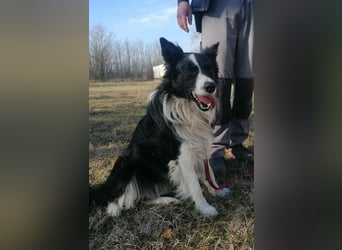 Enzo, geboren 20.11.2024, 50cm sucht aktive Menschen