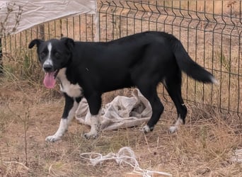 Noel, geboren 01.10.2025, 47cm sucht sein Abenteuer