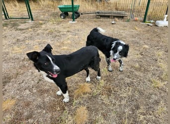 Noel, geboren 01.10.2025, 47cm sucht sein Abenteuer