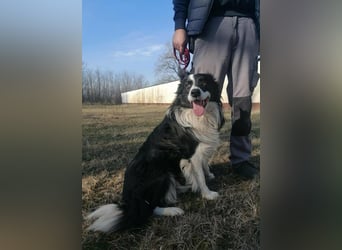 Enzo, geboren 20.11.2024, 50cm sucht aktive Menschen