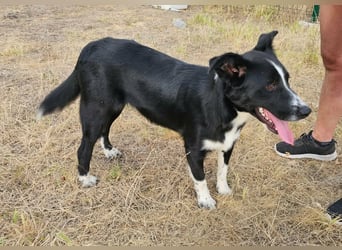 Noel, geboren 01.10.2025, 47cm sucht sein Abenteuer