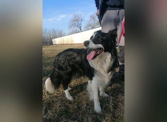 Enzo, geboren 20.11.2024, 50cm sucht aktive Menschen