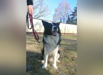 Enzo, geboren 20.11.2024, 50cm sucht aktive Menschen