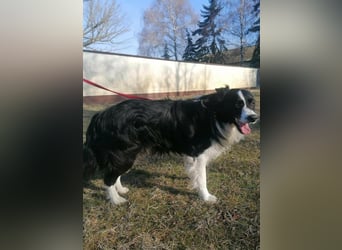 Enzo, geboren 20.11.2024, 50cm sucht aktive Menschen