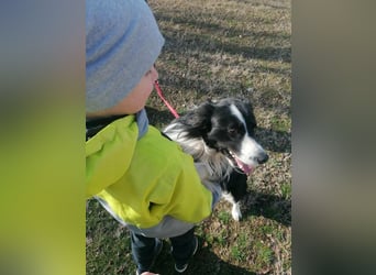 Enzo, geboren 20.11.2024, 50cm sucht aktive Menschen