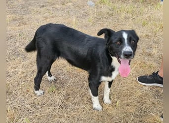 Noel, geboren 01.10.2025, 47cm sucht sein Abenteuer