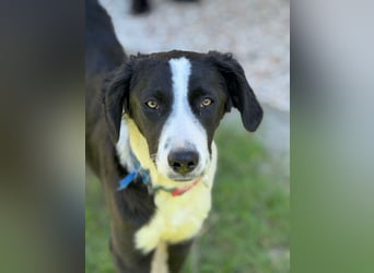 Tim – Der junge Border-Collie-Mix sucht ein liebevolles Zuhause