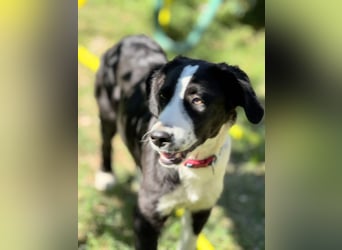 Tim – Der junge Border-Collie-Mix sucht ein liebevolles Zuhause