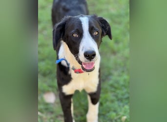 Tim – Der junge Border-Collie-Mix sucht ein liebevolles Zuhause