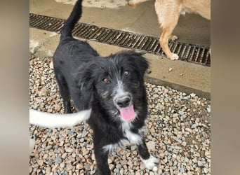 Pumba: kleines Herz sucht großes Glück