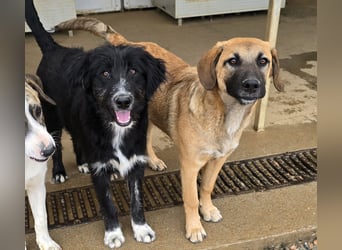 Pumba: kleines Herz sucht großes Glück