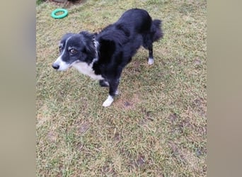 JESSY - die liebe, aufgeschlossene Maus träumt von einem neuen Zuhause bei lieben Menschen