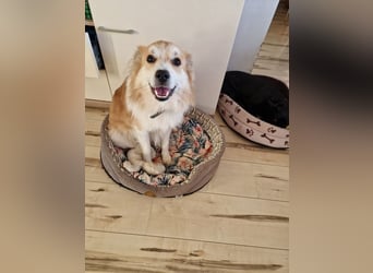 SCOTTY - wer schenkt mir sein Herz und ein liebevolles Zuhause?