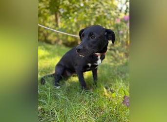 EMILY - die liebe Maus sucht ein warmes Körbchen bei einer lieben Familie!