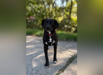 EMILY - die liebe Maus sucht ein warmes Körbchen bei einer lieben Familie!