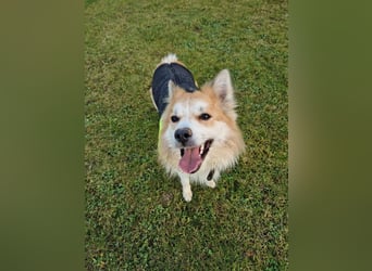 SCOTTY - wer schenkt mir sein Herz und ein liebevolles Zuhause?