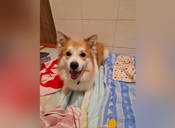 SCOTTY - wer schenkt mir sein Herz und ein liebevolles Zuhause?