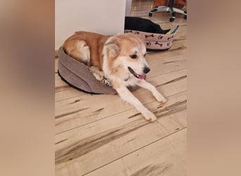 SCOTTY - wer schenkt mir sein Herz und ein liebevolles Zuhause?