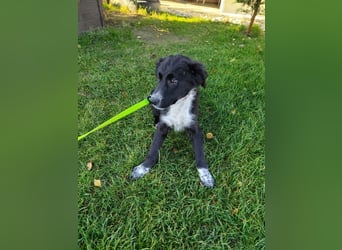 KANIKA - wer schenkt mir sein Herz und etwas Zeit zum Ankommen?