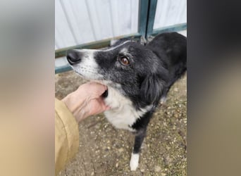 JESSY - die liebe, aufgeschlossene Maus träumt von einem neuen Zuhause bei lieben Menschen