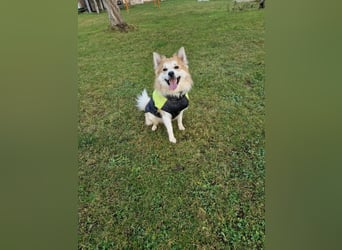 SCOTTY - wer schenkt mir sein Herz und ein liebevolles Zuhause?