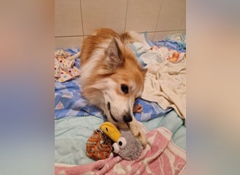 SCOTTY - wer schenkt mir sein Herz und ein liebevolles Zuhause?