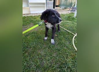 KANIKA - wer schenkt mir sein Herz und etwas Zeit zum Ankommen?