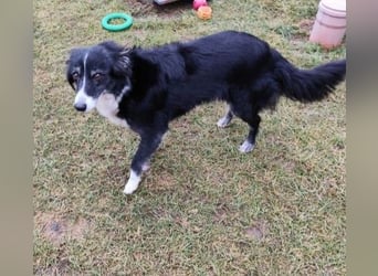 JESSY - die liebe, aufgeschlossene Maus träumt von einem neuen Zuhause bei lieben Menschen