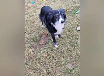 JESSY - die liebe, aufgeschlossene Maus träumt von einem neuen Zuhause bei lieben Menschen