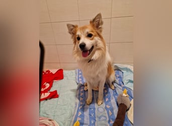 SCOTTY - wer schenkt mir sein Herz und ein liebevolles Zuhause?