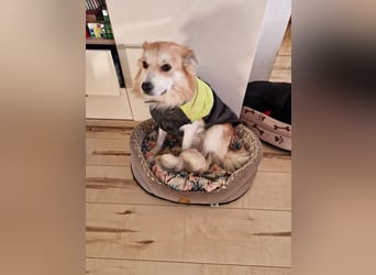 SCOTTY - wer schenkt mir sein Herz und ein liebevolles Zuhause?