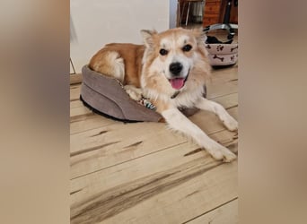 SCOTTY - wer schenkt mir sein Herz und ein liebevolles Zuhause?