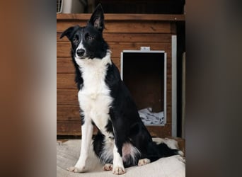 Marly ist eine feinfühlige Fellnase