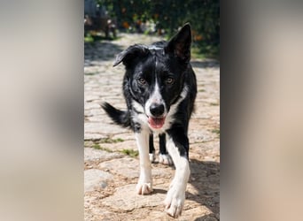 Marly ist eine feinfühlige Fellnase