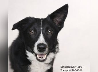 Marly ist eine feinfühlige Fellnase